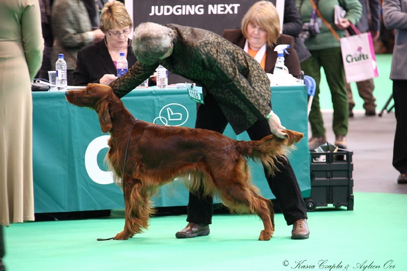 Crufts2011 499.jpg